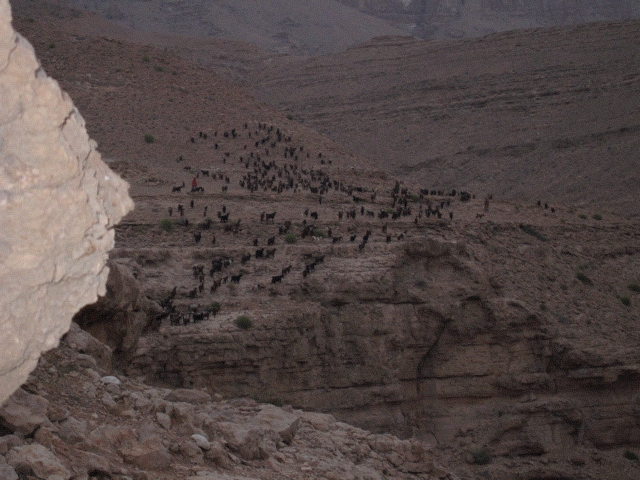 goatherder and goats depart, Qalaat, Oman